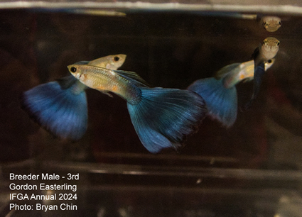 Guppy male blue